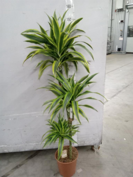 <h4>Dracaena fr de 'LemonLime'</h4>