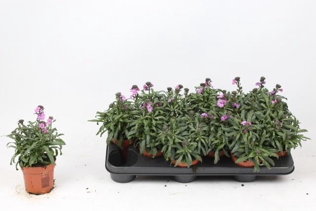 <h4>ERYS CHEIRI</h4>