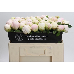 Paeonia Mothers Choice