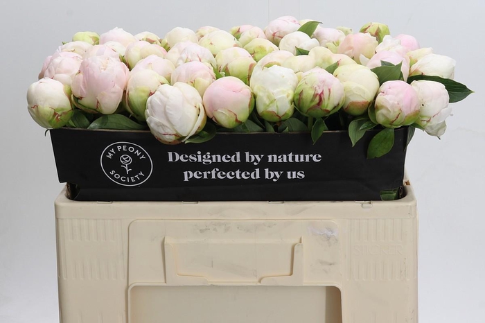 <h4>Paeonia Mothers Choice</h4>