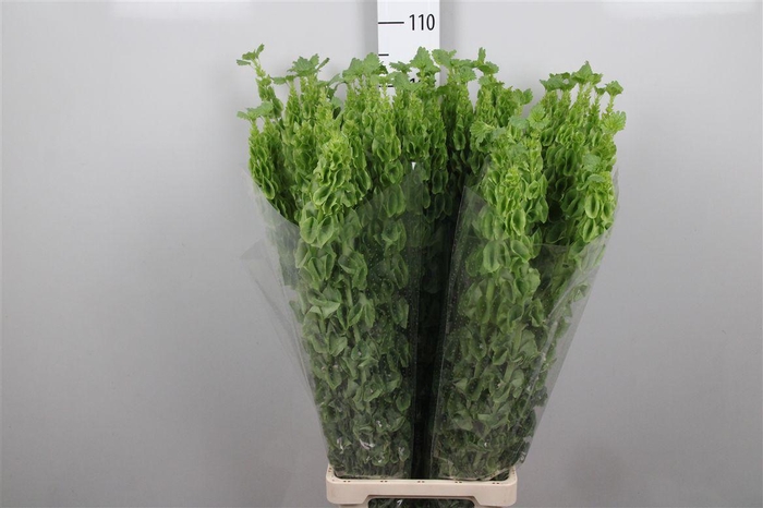 <h4>Moluccella Stuk</h4>