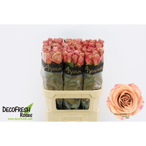 Rosa large moccachino