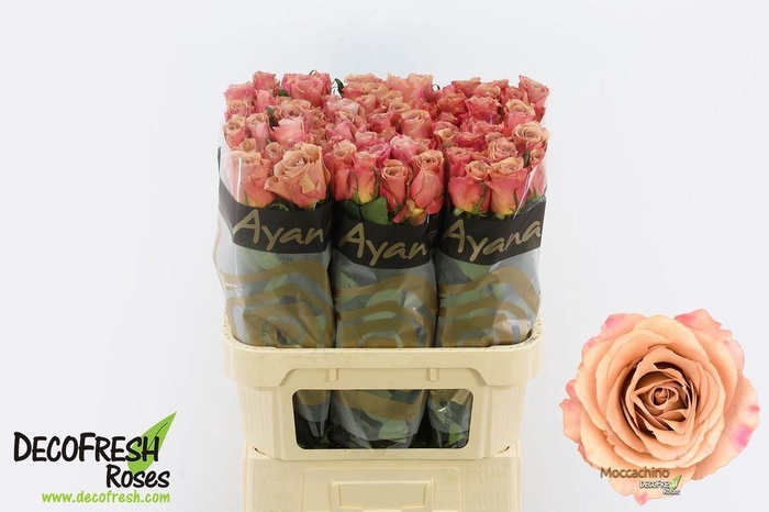 <h4>Rosa large moccachino</h4>