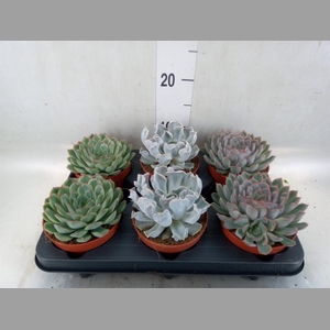 Echeveria   ...mix