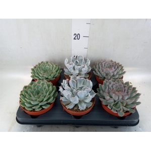 Echeveria   ...mix
