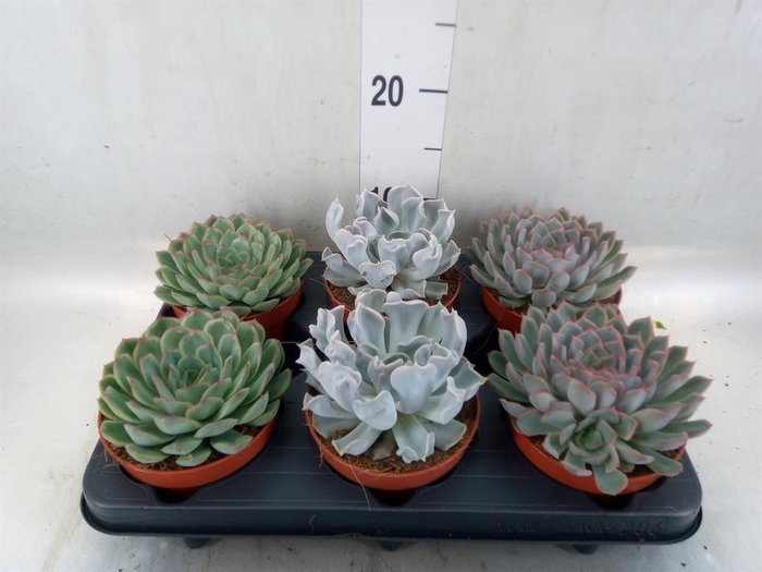 <h4>Echeveria   ...mix</h4>