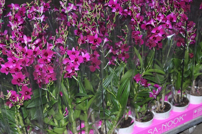 <h4>DENPHALAEN P13</h4>