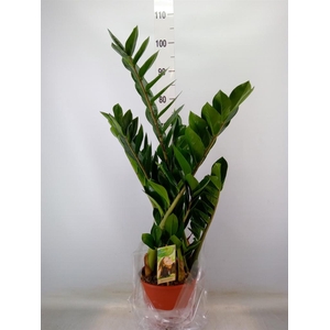 Zamioculcas zamiifolia