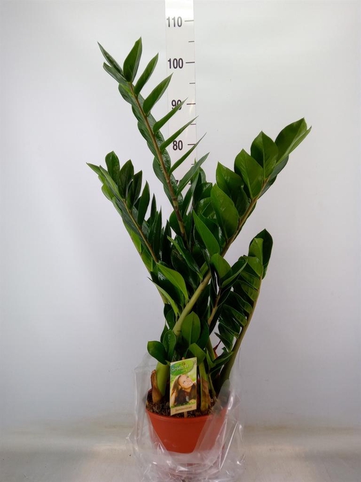 <h4>Zamioculcas zamiifolia</h4>