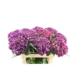 Hydr M Mon Amour Paars 80-20