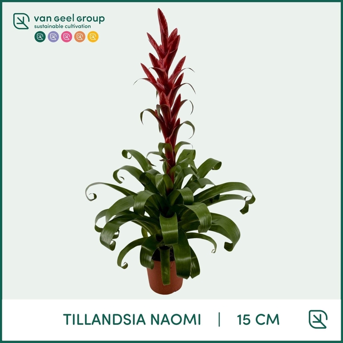 <h4>Tillandsia  'Naomi'</h4>