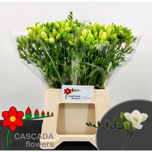 FREESIA ENK DIAMOND RIVER 12 GR.