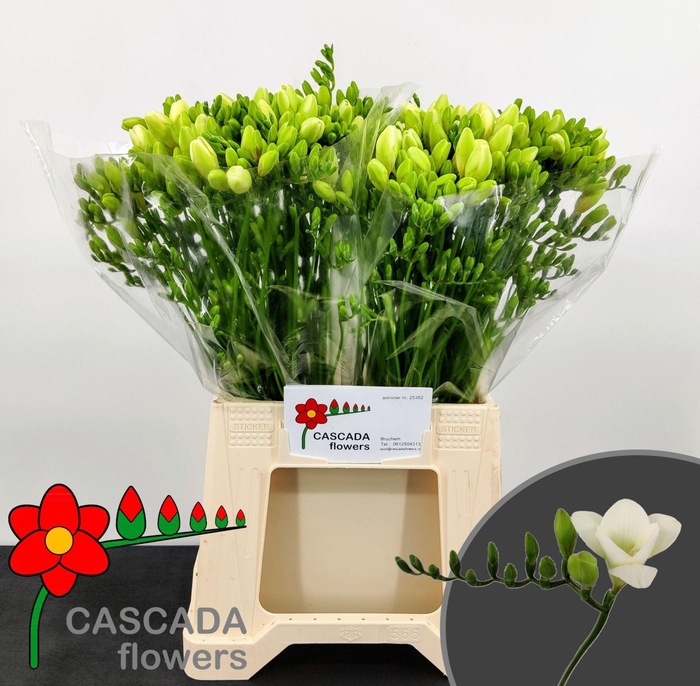 <h4>FREESIA ENK DIAMOND  bund x 10</h4>