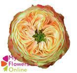 <h4>R Gr Karma  Cream 40cm EC</h4>