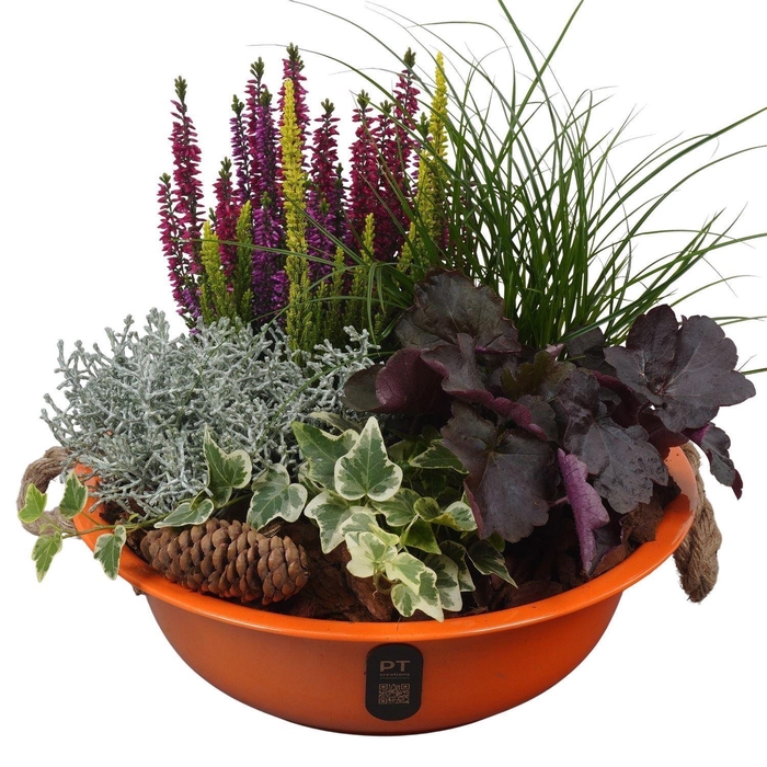 <h4>Arr.   Tuinplanten L%</h4>