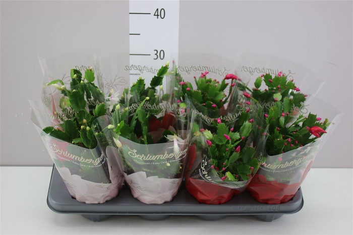 <h4>Schlumbergera Rood Wit</h4>