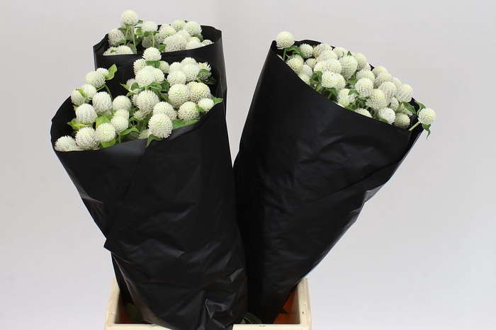 <h4>Gomphrena Gl Ov Wit</h4>