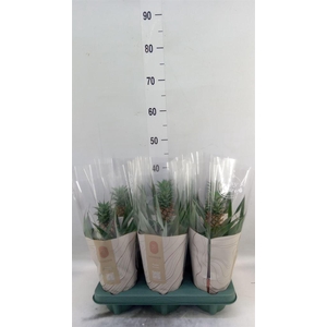 Ananas  'Rosita'