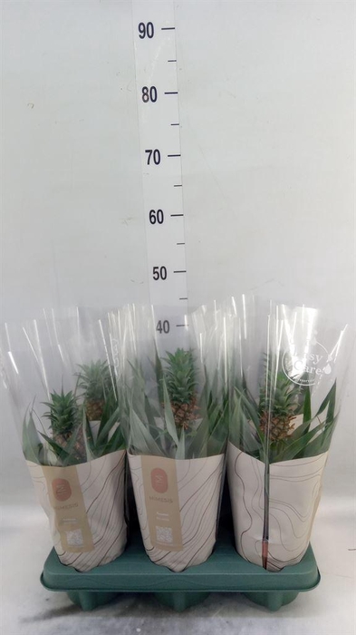 <h4>Ananas  'Rosita'</h4>