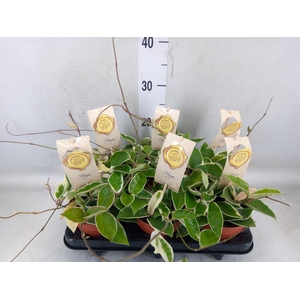 Hoya carnosa 'Krimson Queen'