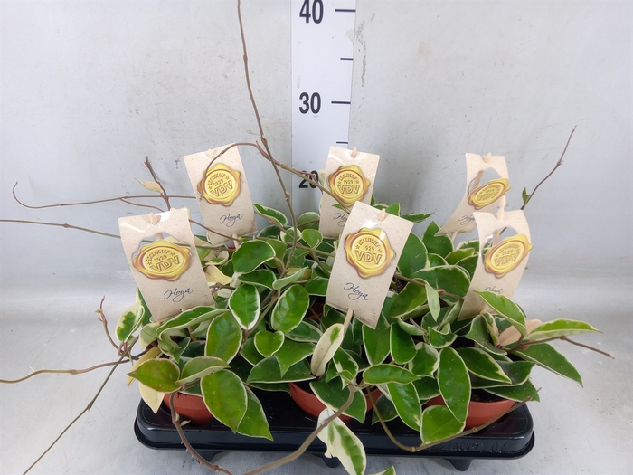 <h4>Hoya carnosa 'Krimson Queen'</h4>