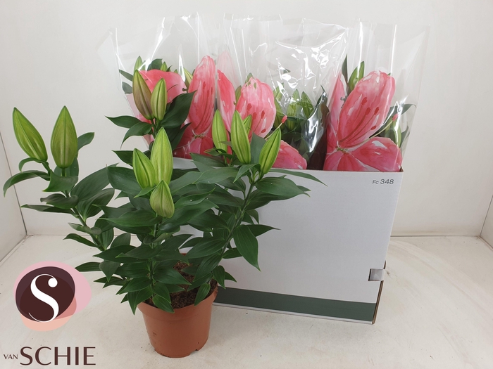 <h4>LIL OR MAGNY COURS</h4>