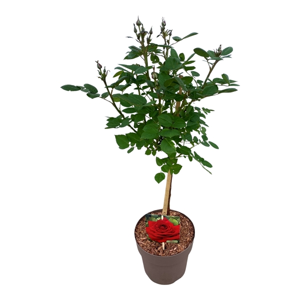 <h4>Stamroos P19 Rood</h4>