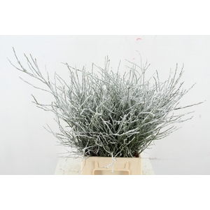 Vaccinium (bosbes) Flock+Glitter