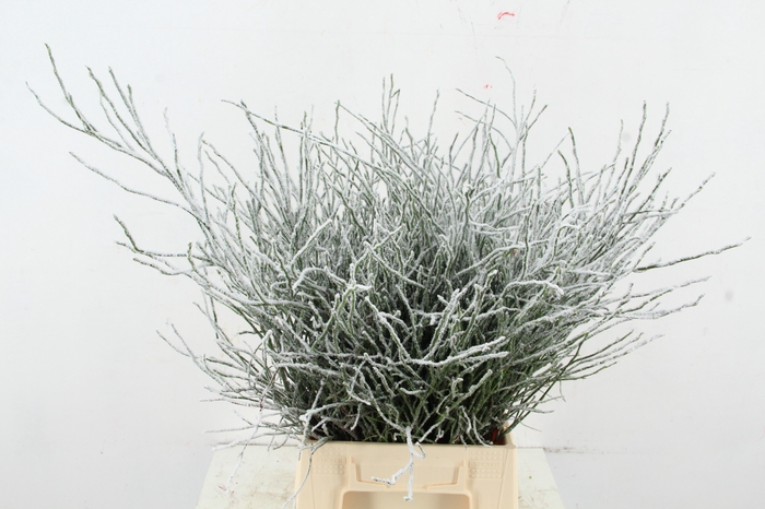 <h4>Vaccinium (bosbes) Flock+Glitter</h4>