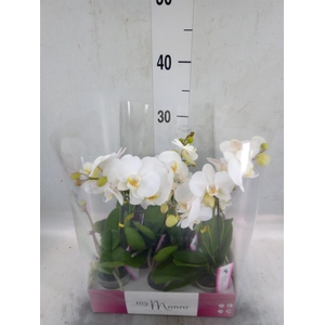 Phalaenopsis   ...white