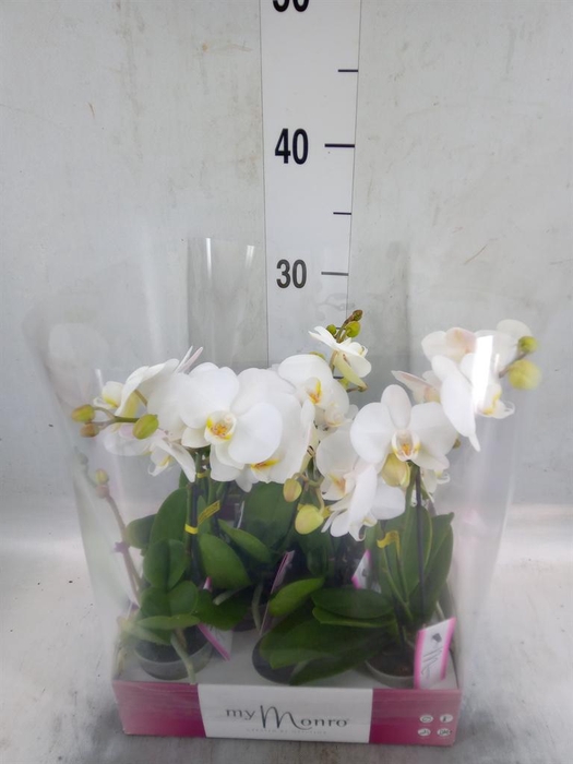 <h4>Phalaenopsis   ...white</h4>