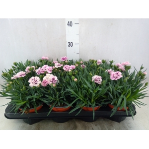 Dianthus car.