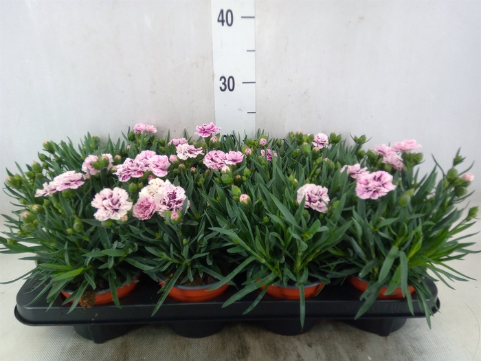 <h4>Dianthus car.</h4>