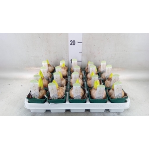 Hyacinthus orie. 'Pearl White'