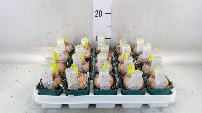 <h4>Hyacinthus orie. 'Pearl White'</h4>