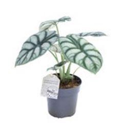 <h4>Alocasia   ...</h4>