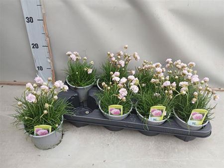 <h4>Armeria Mar Laucheana</h4>