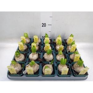 Hyacinthus orie. 'Yellowstone'