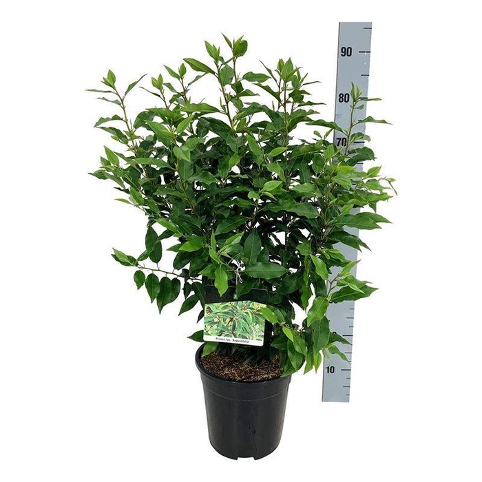 <h4>Prunus lus. 'Angustifolia'</h4>