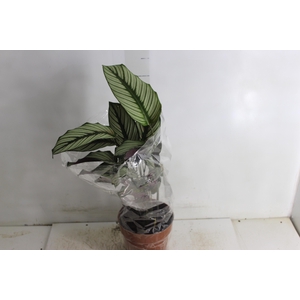 CALATHEA WHITE STAR P17