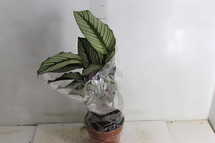 <h4>CALATHEA WHITE STAR P17</h4>