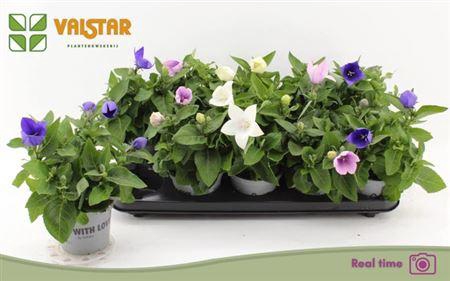 <h4>Platyco Gr Gem</h4>