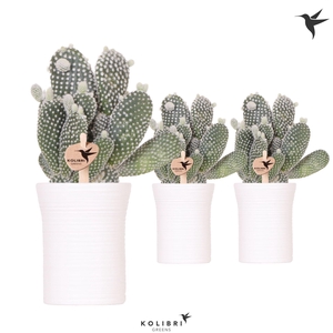 Kolibri Greens Opuntia white in Furrow pot white