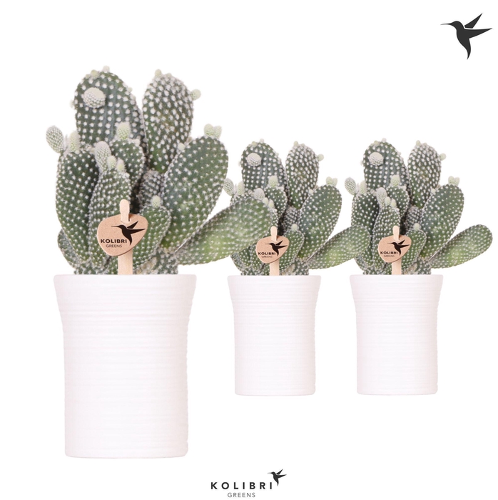 <h4>Kolibri Greens Opuntia white in Furrow pot white</h4>
