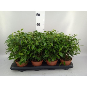 Ficus benja. 'Green Kinky'