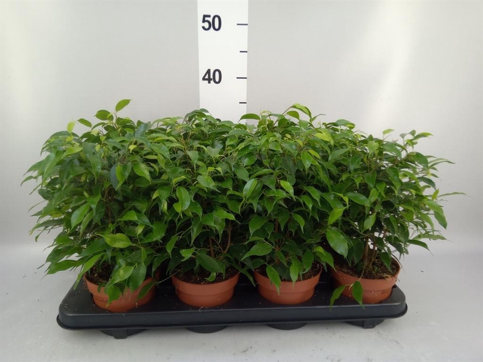 <h4>Ficus benja. 'Green Kinky'</h4>