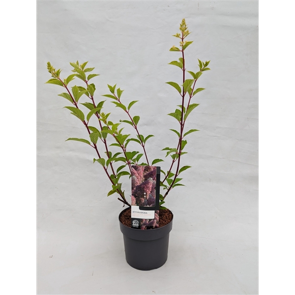 <h4>Hydrangea Paniculata 'Sundae Fraise' 19 cm</h4>