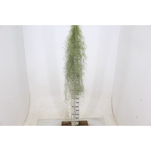 TILLANDSIA USNEOIDES (BARBA DE VELHO)