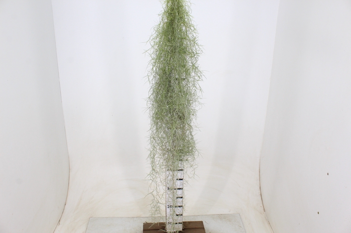 TILLANDSIA USNEOIDES (BARBA DE VELHO)