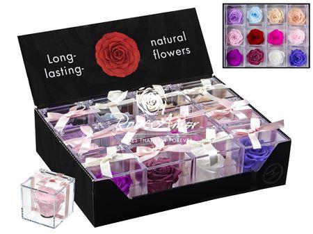 <h4>Display Gb14 Assorted Pastel</h4>